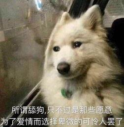 狼狗最新爆料图片大全表情包,萌态百出，笑料连连